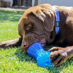 Игрушка кость из резины с массажными насечками Rogz Yumz Treat Blue