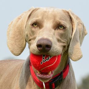 Игрушка теннисный мяч Rogz Electron