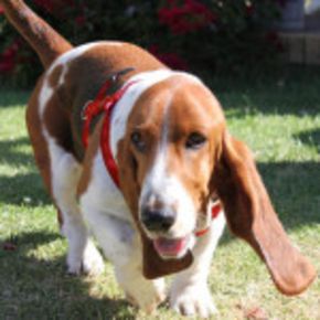 ROGZ Шлейка Alpinist S 23-37/11 мм